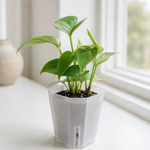 Transparent hard flowerpot XS and S 5cm new