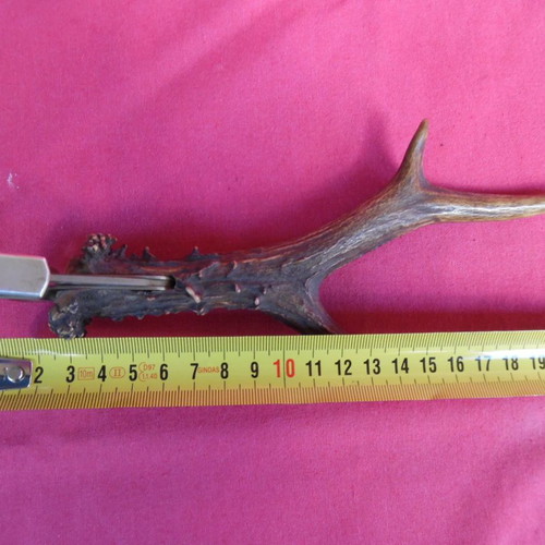 Cigar cutter for small cigars embedded in deer antler