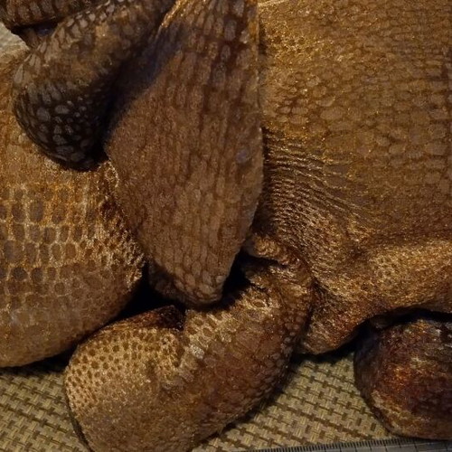 Plush fabric dinosaur toy like new