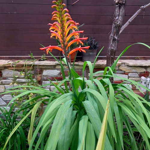 Chasmanthe Floribunda Seeds New, pack of 10, African Flag Cobra Lily