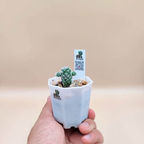 Mammilaria cactus new, set of 5 mini pots