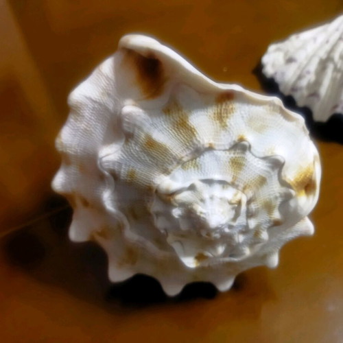 3 Large shells. (1) basil. AUTHENTIC