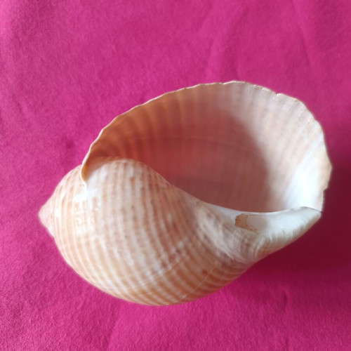 Tonnidae Tonna shells like new, 2 pieces from Madagascar