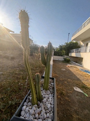 Planter with four cacti like new