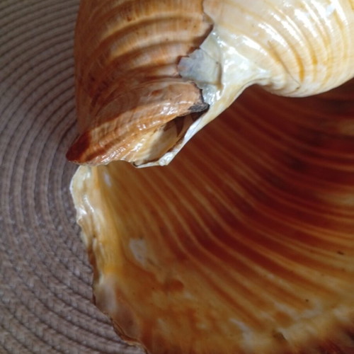 Tonna galea collectible seashell used, 100 years old