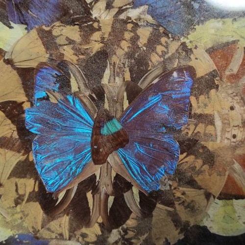 Serving platter used, decorated with butterfly feathers