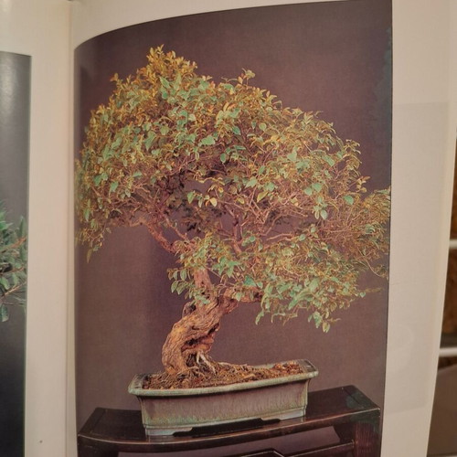 The Art of Bonsai by Andrea Marenzio book