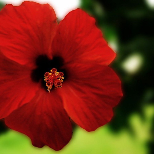 Hibiscus plant seeds mix colors, pack of 20