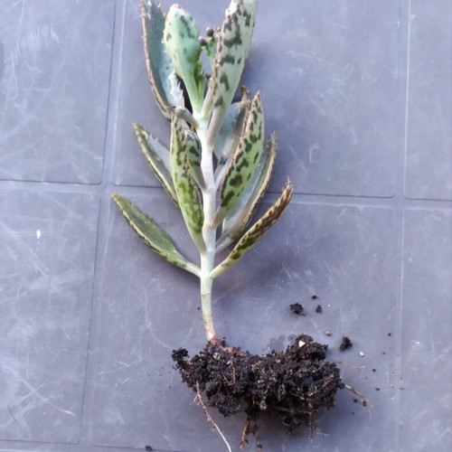 Cactus plant like new, 15 cm, cold resistant