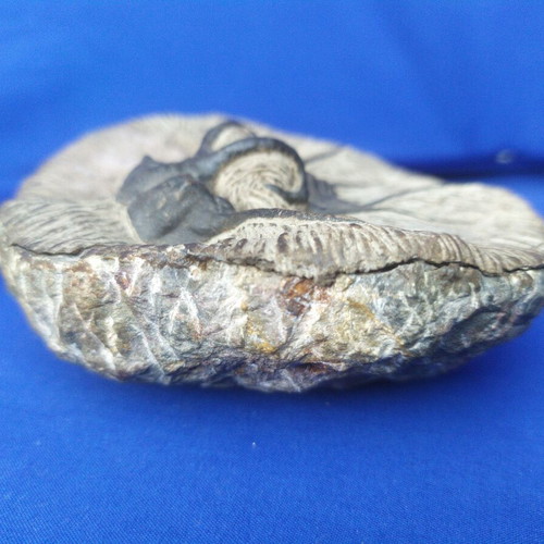 Trilobite display models set of 3, synthetic material, Moroccan