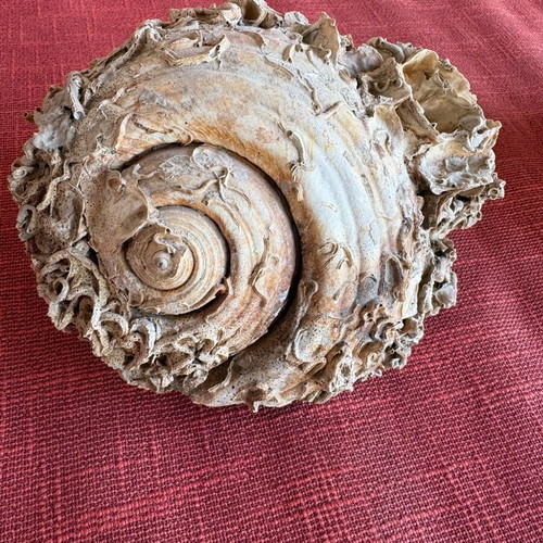 Shell with fossils like new, large natural 19x14 cm
