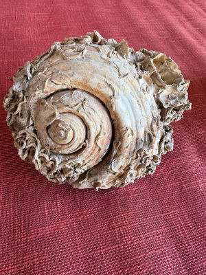 Shell with fossils like new, large natural 19x14 cm