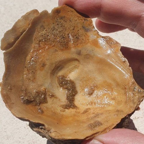 Rare Fossilized Oyster Ostrea from East Attica, New