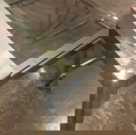 τραπεζαρία GLIVARP Πτυσσόμενη