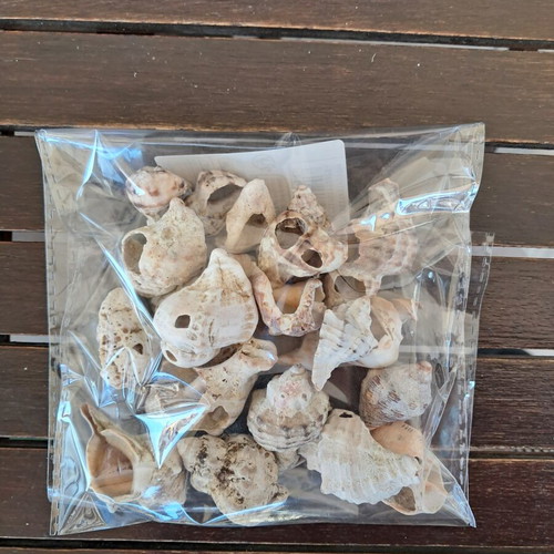 Natural seashell collection like new, pack of 20, various sizes