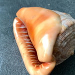 Shell used, as shown
