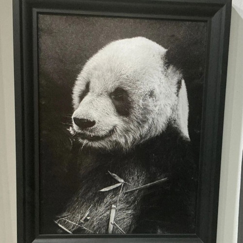 Panda canvas black and white minimal like new 30x40