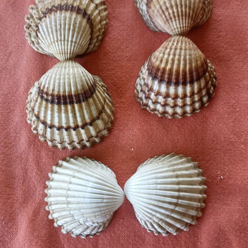 Nautical Decor Set 3 Natural Double Cockle Shells Acanthocardia like new