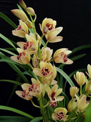 Cymbidium orchid seeds, pack of 25, multicolored
