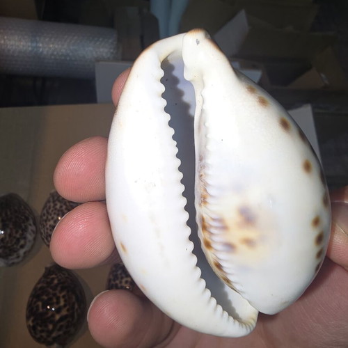 Tiger Cowrie Shells set of 5 like new