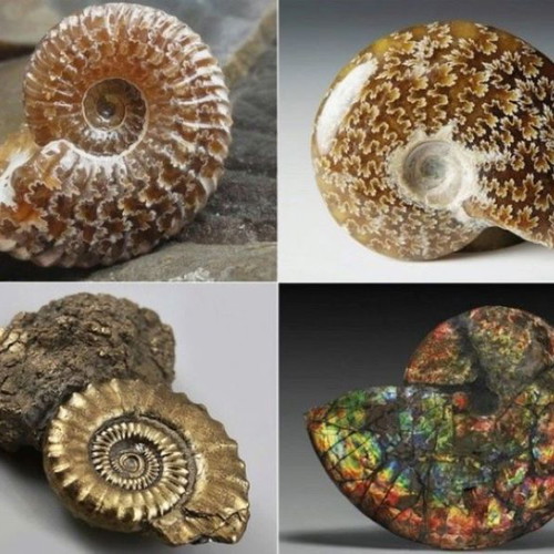Ammonite ring in 925 silver new