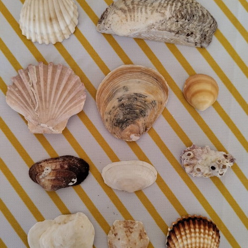 Jar with natural seashells like new