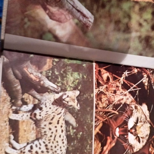 The Wonderful World of Animals, 9 volumes in very good condition