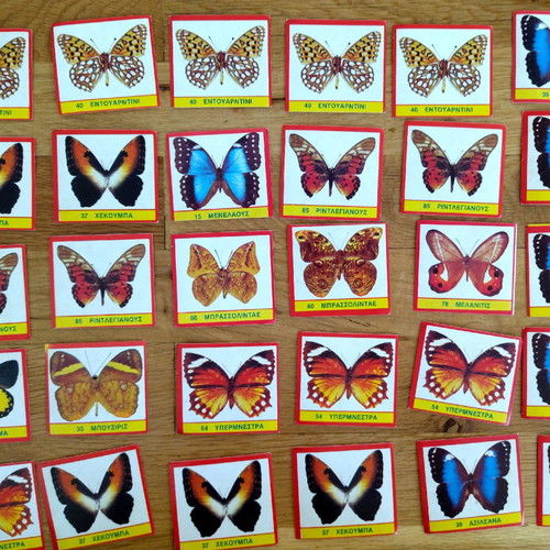 CAROUSEL BUTTERFLIES