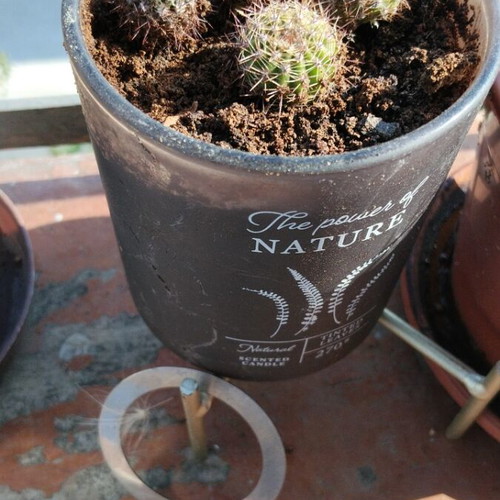 Σετ 4 μικροί σφαιρικοί κάκτοι Echinopsis με πυκνές αγκαθιές σε διακοσμητική γλάστρα