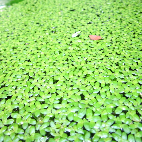 Duckweed Lemna Minor for Aquariums and Ponds
