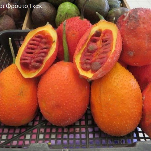 Gac Momordica cochinchinensis exotic fruit seeds like new, pack of 5