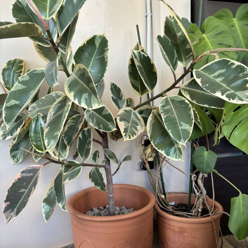 Variegated Rubber Plant Ficus elastica like new in terracotta pot