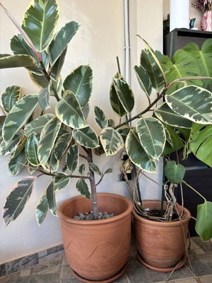 Variegated Rubber Plant Ficus elastica like new in terracotta pot