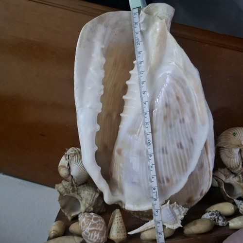 Decorative seashell composition used, wooden base
