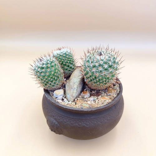 Mammillaria cactus in ceramic pot