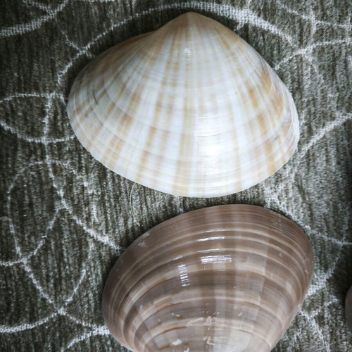 6 shells and 1 starfish all together