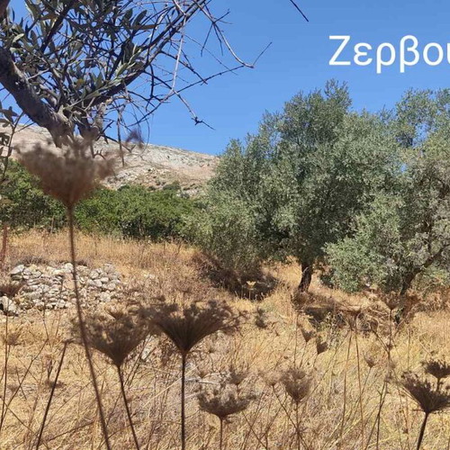 Land plots 1,048 sqm and 142 sqm in Apeiranthos Naxos with 16 olive trees