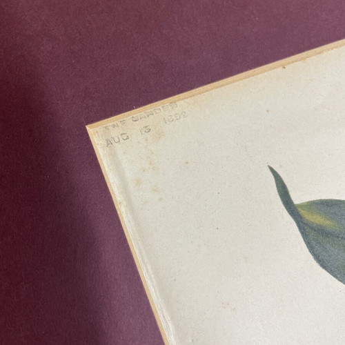Lithograph used Zygopetalum Crinitum flowers with mat
