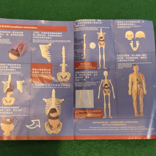 Tissue of the Human Body anatomy model STEM educational toy