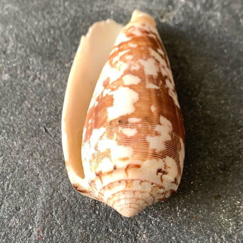 Shell used, as shown