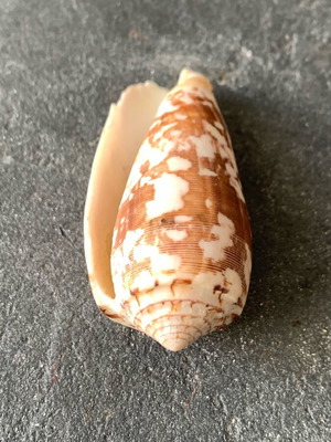 Shell used, as shown