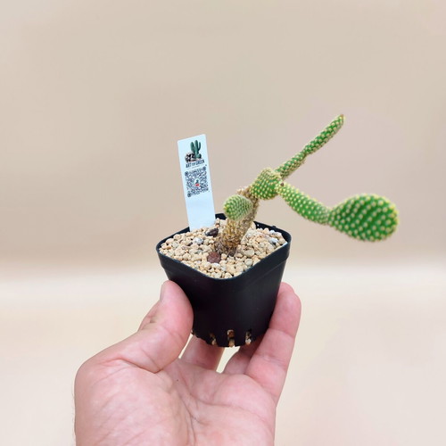 Opuntia Microdasys cactus in plastic pot new