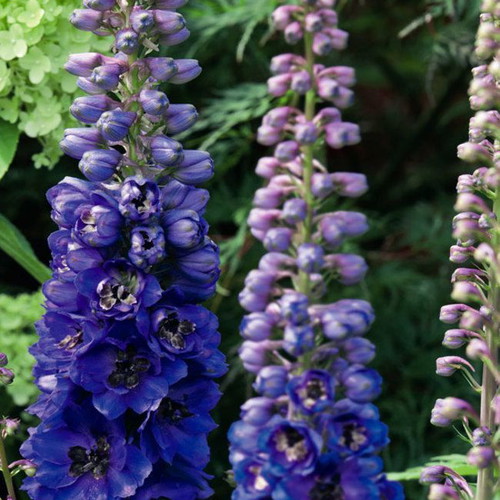 Delphinium Mix ornamental flower seeds, 25 pcs, multicolored