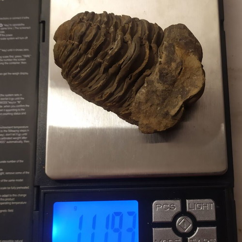 Calymene Trilobite Fossils from Morocco, like new, set of 2