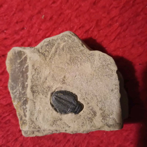 Authentic Elrathia Trilobite fossil used