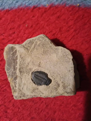 Authentic Elrathia Trilobite fossil used