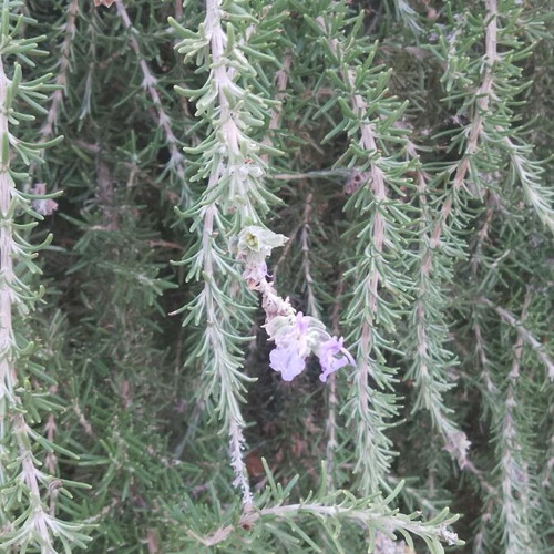 Dried Rosemary 100gr New Aromatic Herb