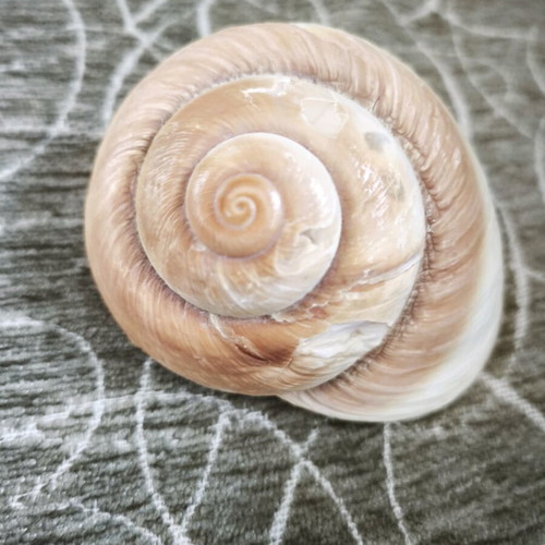 Giant African land snail like new, finished 8.5 cm
