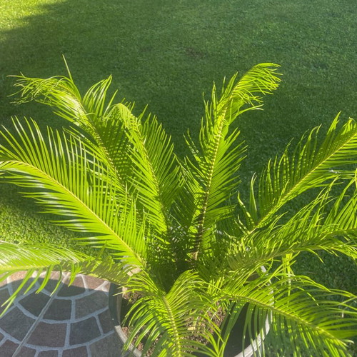 Cycas from 40-year-old healthy plant