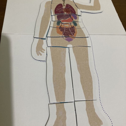 Montessori The Human Body educational puzzle used